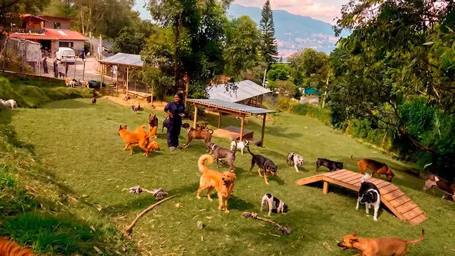 Hotel Canino en Medellín: alojamiento seguro para mascotas